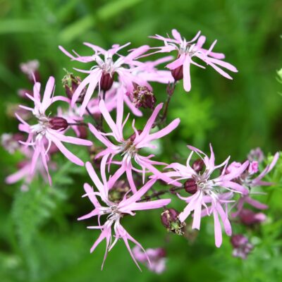 Firletka poszarpana miniaturka 3