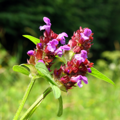 Łąka na piaszczyste i ubogie gleby miniaturka 3