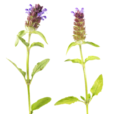 Głowienka pospolita miniaturka 1