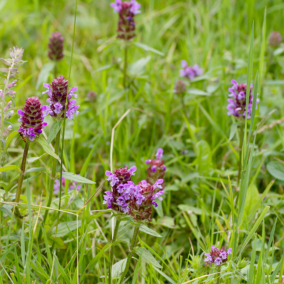 Głowienka pospolita miniaturka 4