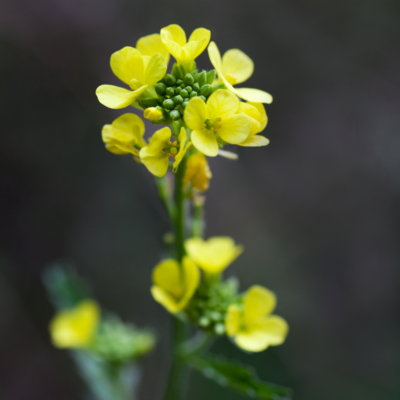 Gorczyca polna miniaturka 3