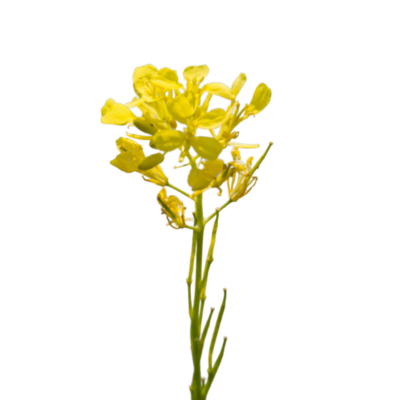 Gorczyca polna miniaturka 1