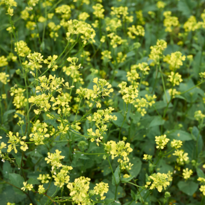 Gorczyca polna miniaturka 4