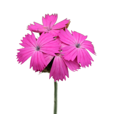 Goździk kartuzek miniaturka 1