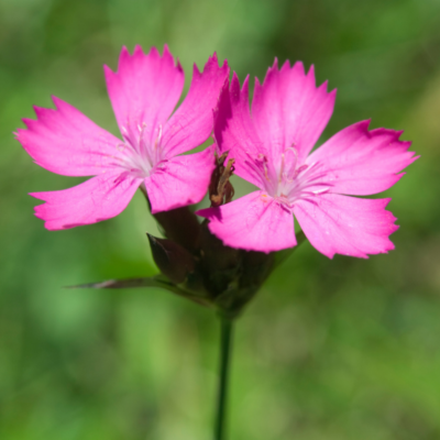 Goździk kartuzek miniaturka 4