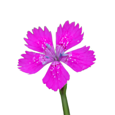 Goździk kropkowany miniaturka 1