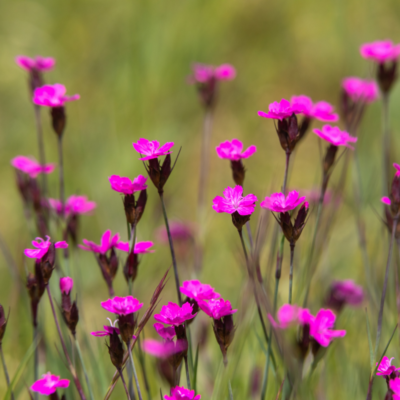 Goździk kartuzek miniaturka 3