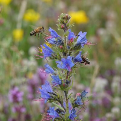 Żmijowiec zwyczajny miniaturka 3