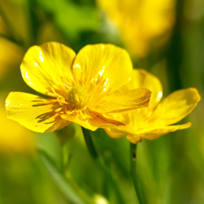 Jaskier ostry miniaturka 3