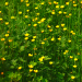 Meadow buttercup miniaturka 4