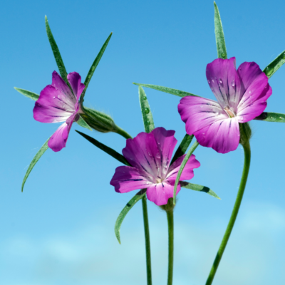 Kąkol polny miniaturka 3