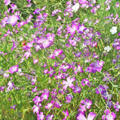 Kąkol polny miniaturka 4