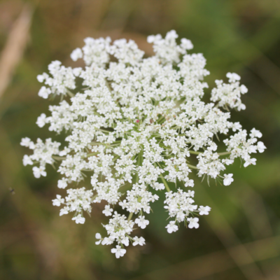 Kminek zwyczajny miniaturka 4