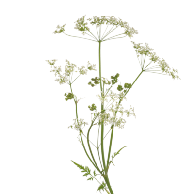 Kminek zwyczajny miniaturka 1