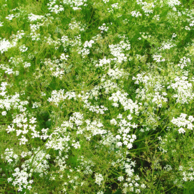 Kminek zwyczajny miniaturka 3