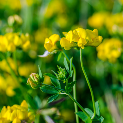 Komonica zwyczajna miniaturka 3