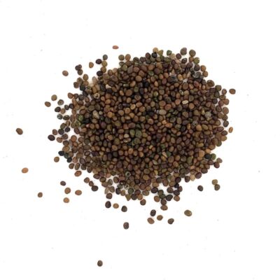 Komonica zwyczajna miniaturka 2