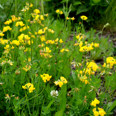 Komonica zwyczajna miniaturka 4