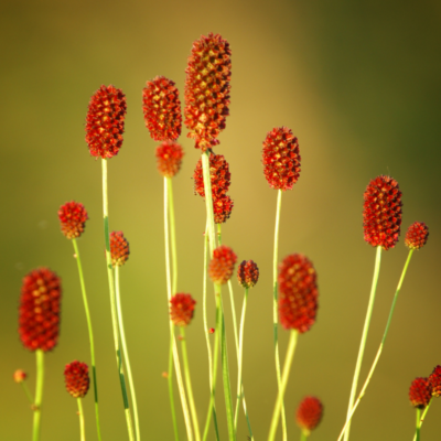 Krwiściąg lekarski miniaturka 3