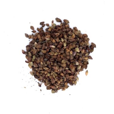 Krwiściąg lekarski miniaturka 2