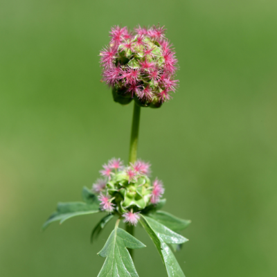 Krwiściąg mniejszy miniaturka 3