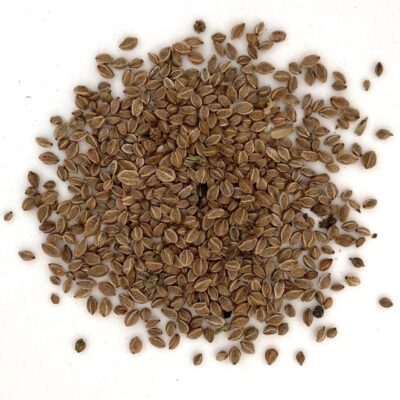 Krwiściąg mniejszy miniaturka 2