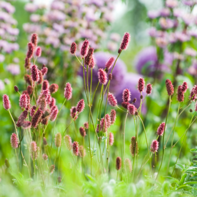 Krwiściąg lekarski miniaturka 4