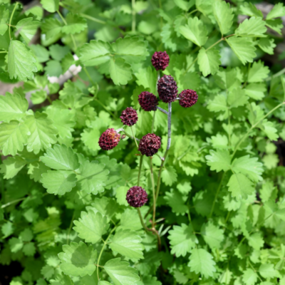 Krwiściąg mniejszy miniaturka 4