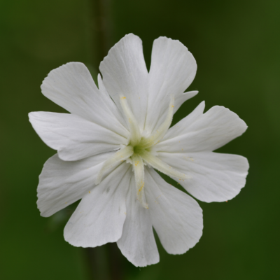 Lepnica biała miniaturka 3
