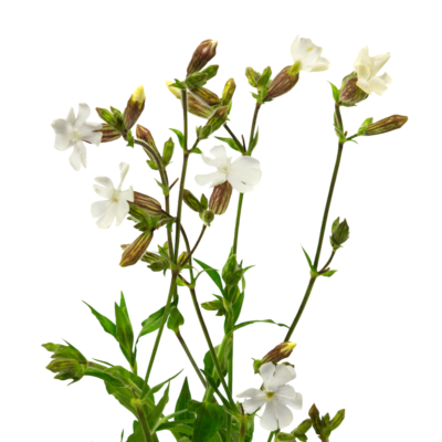 Lepnica biała miniaturka 1