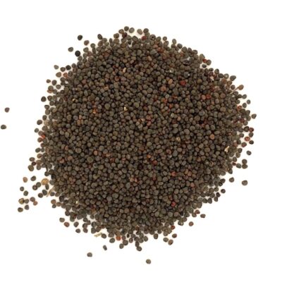 Lepnica rozdęta miniaturka 2