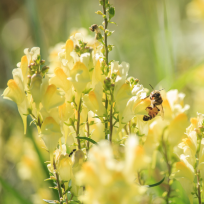 Lnica pospolita miniaturka 3