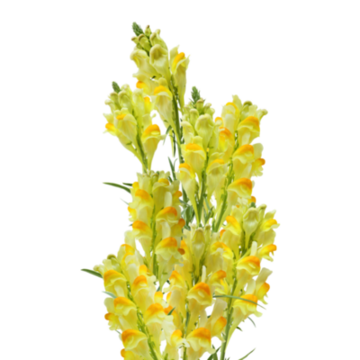 Lnica pospolita miniaturka 1