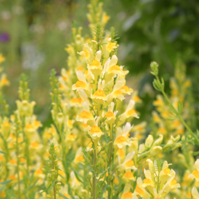 Lnica pospolita miniaturka 4