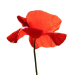 Common poppy miniaturka 1