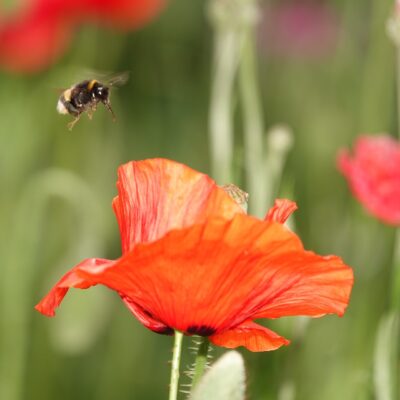 Mak polny miniaturka 4