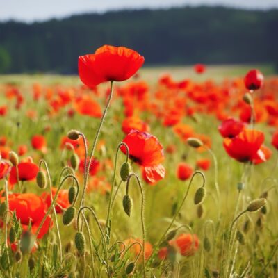 Mak polny miniaturka 3