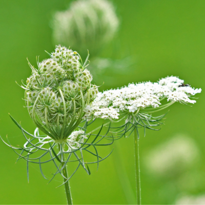 Marchew zwyczajna miniaturka 4