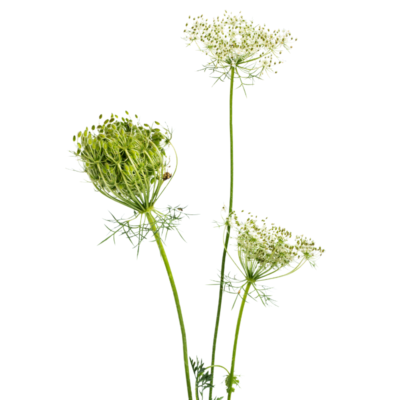 Marchew zwyczajna miniaturka 1