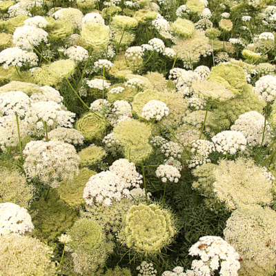 Marchew zwyczajna miniaturka 3