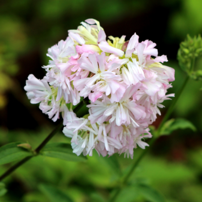 Mydlnica lekarska miniaturka 4