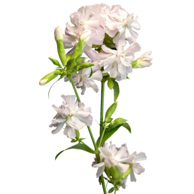 Mydlnica lekarska miniaturka 1