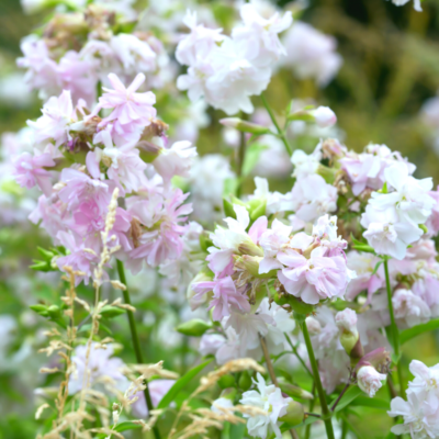 Mydlnica lekarska miniaturka 3