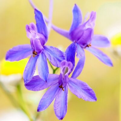 Ostróżeczka polna miniaturka 3