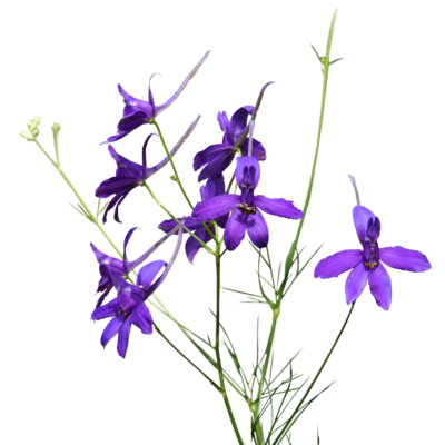 Ostróżeczka polna miniaturka 1