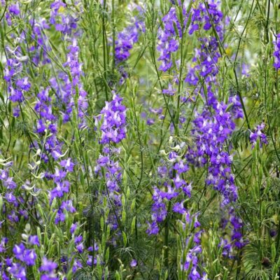 Ostróżeczka polna miniaturka 4