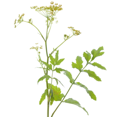 Pasternak zwyczajny miniaturka 1