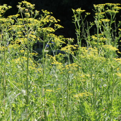 Pasternak zwyczajny miniaturka 4