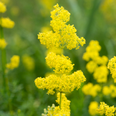 Łąka niska na suche tereny wieloletnia miniaturka 4