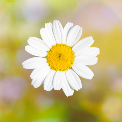 Rumian polny miniaturka 3